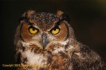 Great Horned Owl - The Prey's View
